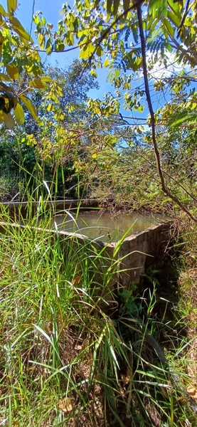 Fazenda à venda, 63 ha em Luziânia-GO, Porteira fechada-GADO: 19ª foto da galeria de imagens do imóvel