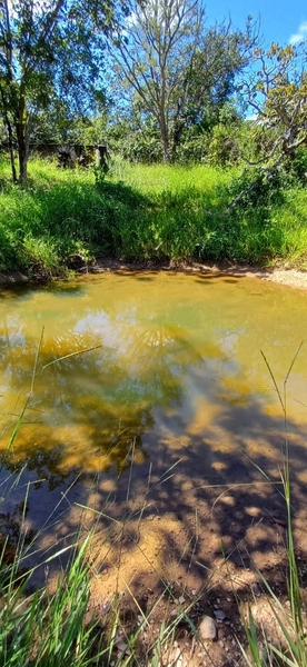 Fazenda à venda, 63 ha em Luziânia-GO, Porteira fechada-GADO: 13ª foto da galeria de imagens do imóvel