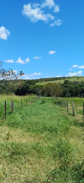 Fazenda à venda, 63 ha em Luziânia-GO, Porteira fechada-GADO: 15ª foto da galeria de imagens do imóvel