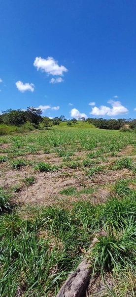 Fazenda à venda, 63 ha em Luziânia-GO, Porteira fechada-GADO: 16ª foto da galeria de imagens do imóvel