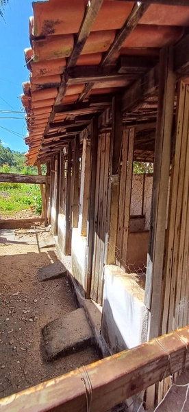 Fazenda à venda, 63 ha em Luziânia-GO, Porteira fechada-GADO: 18ª foto da galeria de imagens do imóvel