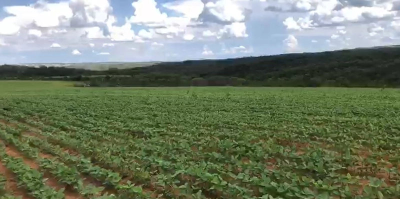 Fazenda à venda, 556,6 Ha, em São João d’Aliança-GO, plantando 190 ha: 7ª foto da galeria de imagens do imóvel
