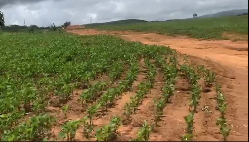 Fazenda à venda, 556,6 Ha, em São João d’Aliança-GO, plantando 190 ha: 5ª foto da galeria de imagens do imóvel