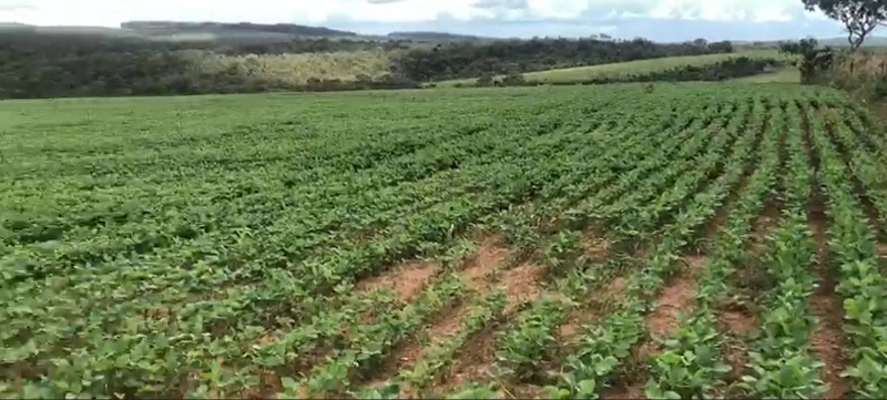 Fazenda à venda, 556,6 Ha, em São João d’Aliança-GO, plantando 190 ha: 2ª foto da galeria de imagens do imóvel