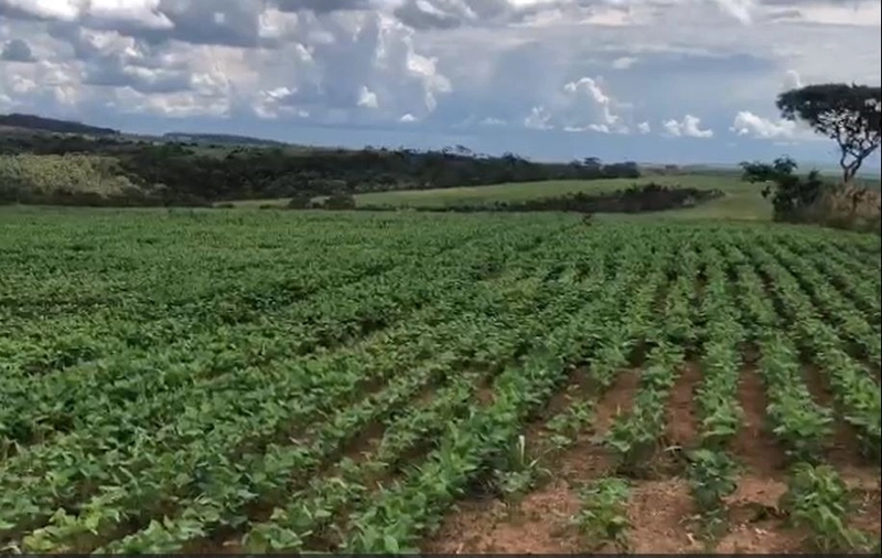 Fazenda à venda, 556,6 Ha, em São João d’Aliança-GO, plantando 190 ha: 3ª foto da galeria de imagens do imóvel