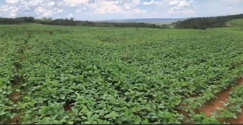 Fazenda à venda, 556,6 Ha, em São João d’Aliança-GO, plantando 190 ha: 8ª foto da galeria de imagens do imóvel