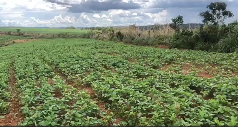 Fazenda à venda, 556,6 Ha, em São João d’Aliança-GO, plantando 190 ha: 6ª foto da galeria de imagens do imóvel
