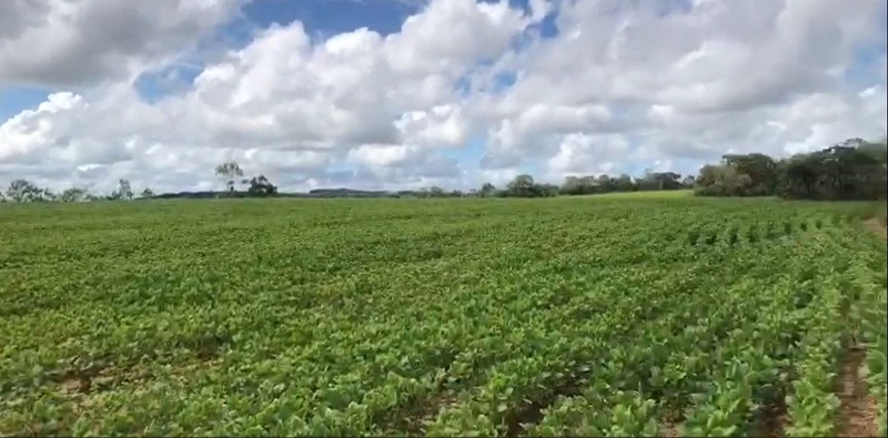 Fazenda à venda, 556,6 Ha, em São João d’Aliança-GO, plantando 190 ha: 9ª foto da galeria de imagens do imóvel