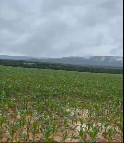 Excelente fazenda à venda em Buritis-MG. - PRONTA PARA TRABALHAR: 4ª foto da galeria de imagens do imóvel