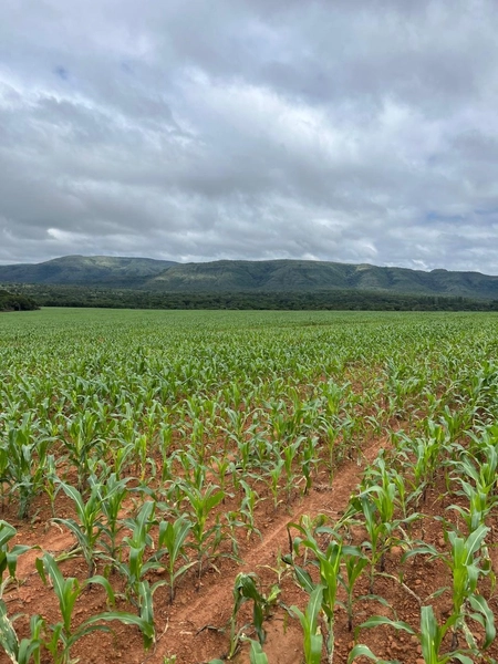 Excelente fazenda à venda em Buritis-MG. - PRONTA PARA TRABALHAR: 11ª foto da galeria de imagens do imóvel