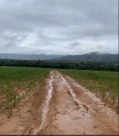 Excelente fazenda à venda em Buritis-MG. - PRONTA PARA TRABALHAR: 5ª foto da galeria de imagens do imóvel