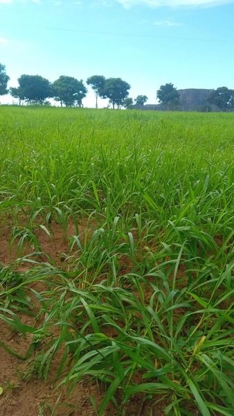 Fazenda VENDO – TROCO em Guiratinga-MT - 934 hectare SOJA-MILHO-SORGO: 12ª foto da galeria de imagens do imóvel