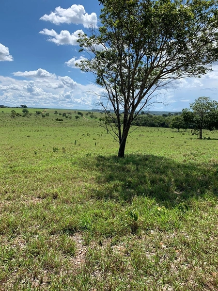 Fazenda VENDO – TROCO em Guiratinga-MT - 934 hectare SOJA-MILHO-SORGO: 10ª foto da galeria de imagens do imóvel
