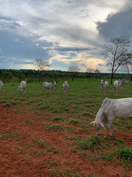Fazenda VENDO – TROCO em Guiratinga-MT - 934 hectare SOJA-MILHO-SORGO: 1ª foto da galeria de imagens do imóvel