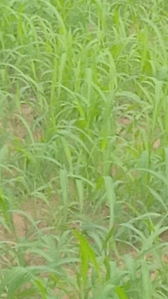 Fazenda VENDO – TROCO em Guiratinga-MT - 934 hectare SOJA-MILHO-SORGO: 13ª foto da galeria de imagens do imóvel