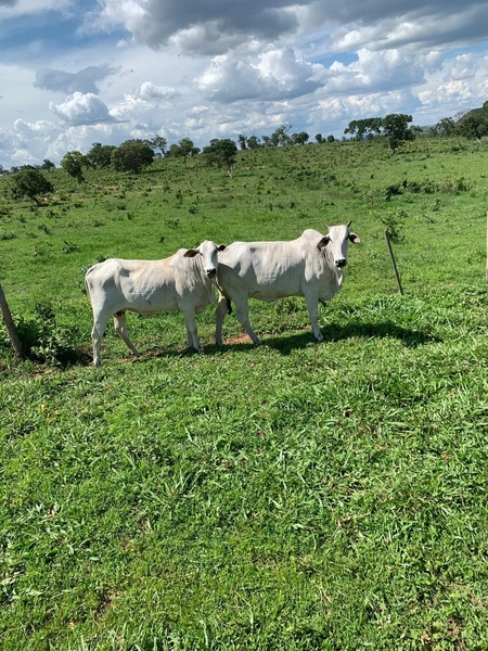Fazenda VENDO – TROCO em Guiratinga-MT - 934 hectare SOJA-MILHO-SORGO: 8ª foto da galeria de imagens do imóvel