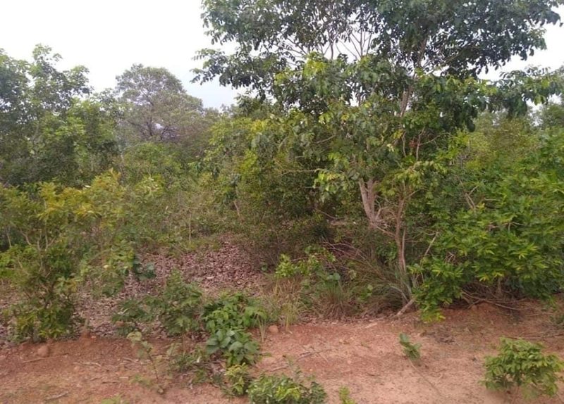 Mega Fazenda em Caxias-MA: 6ª foto da galeria de imagens do imóvel