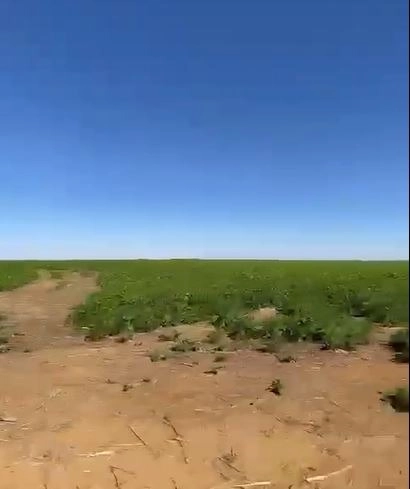 Fazenda à venda, 724,50 alq. (3.507 Ha), em Cristalina-GO, com pivôs.: 9ª foto da galeria de imagens do imóvel