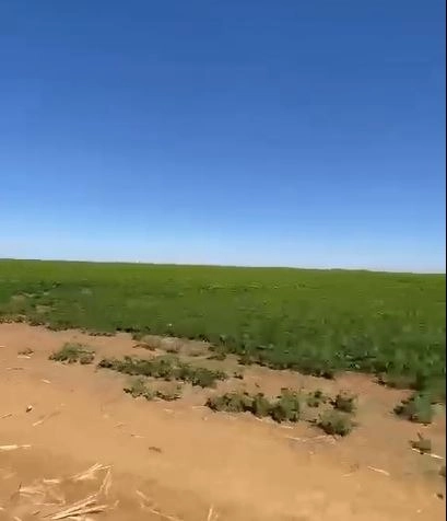 Fazenda à venda, 724,50 alq. (3.507 Ha), em Cristalina-GO, com pivôs.: 10ª foto da galeria de imagens do imóvel