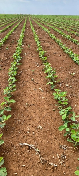 Fazenda à venda, 724,50 alq. (3.507 Ha), em Cristalina-GO, com pivôs.: 18ª foto da galeria de imagens do imóvel