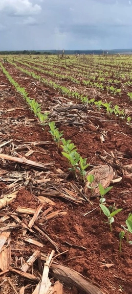 Fazenda à venda, 724,50 alq. (3.507 Ha), em Cristalina-GO, com pivôs.: 21ª foto da galeria de imagens do imóvel