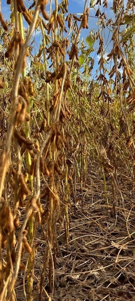 Fazenda à venda, 724,50 alq. (3.507 Ha), em Cristalina-GO, com pivôs.: 17ª foto da galeria de imagens do imóvel