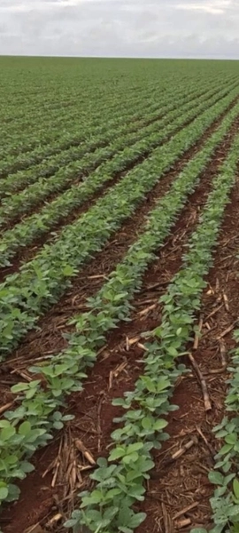 Fazenda à venda, 724,50 alq. (3.507 Ha), em Cristalina-GO, com pivôs.: 1ª foto da galeria de imagens do imóvel