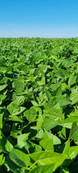 Fazenda à venda, 724,50 alq. (3.507 Ha), em Cristalina-GO, com pivôs.: 19ª foto da galeria de imagens do imóvel