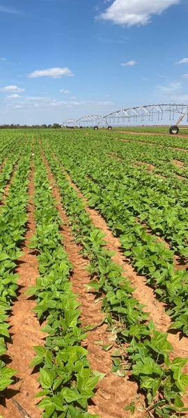 Fazenda à venda, 724,50 alq. (3.507 Ha), em Cristalina-GO, com pivôs.: 22ª foto da galeria de imagens do imóvel
