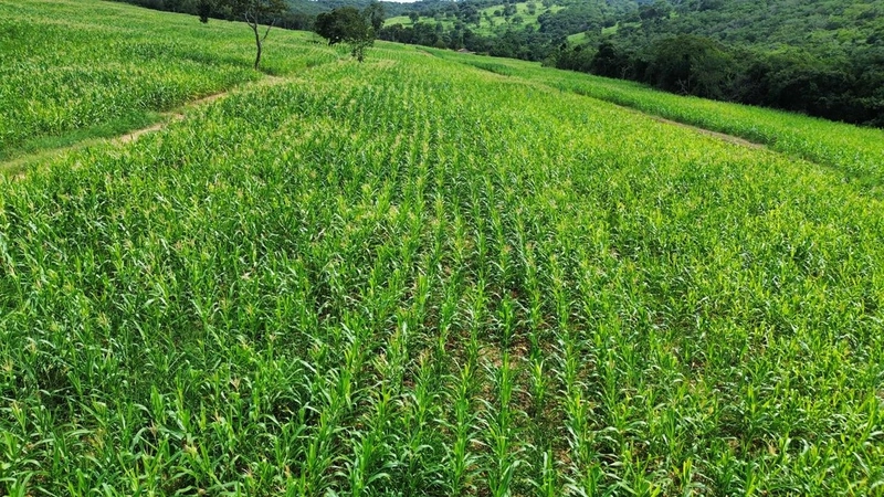 Fazenda a venda em Goiás - Rio Quente - PORTEIRA FECHADA: 5ª foto da galeria de imagens do imóvel
