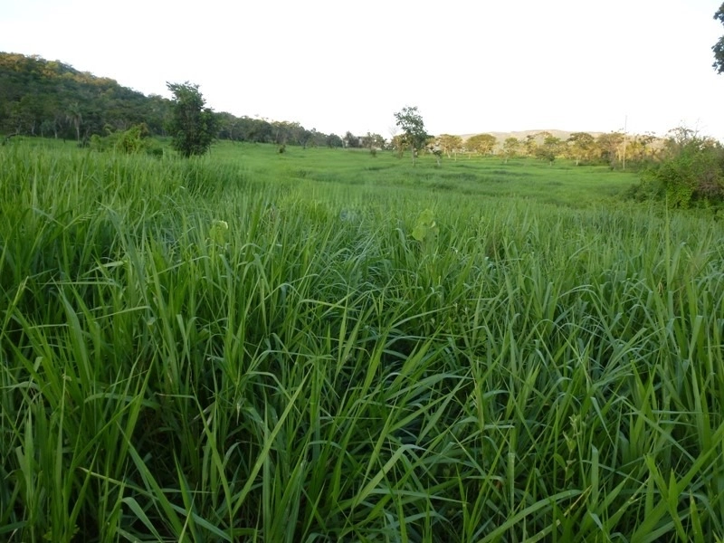 Fazenda à venda em Goiás - Monte Alegre de Goiás-GO