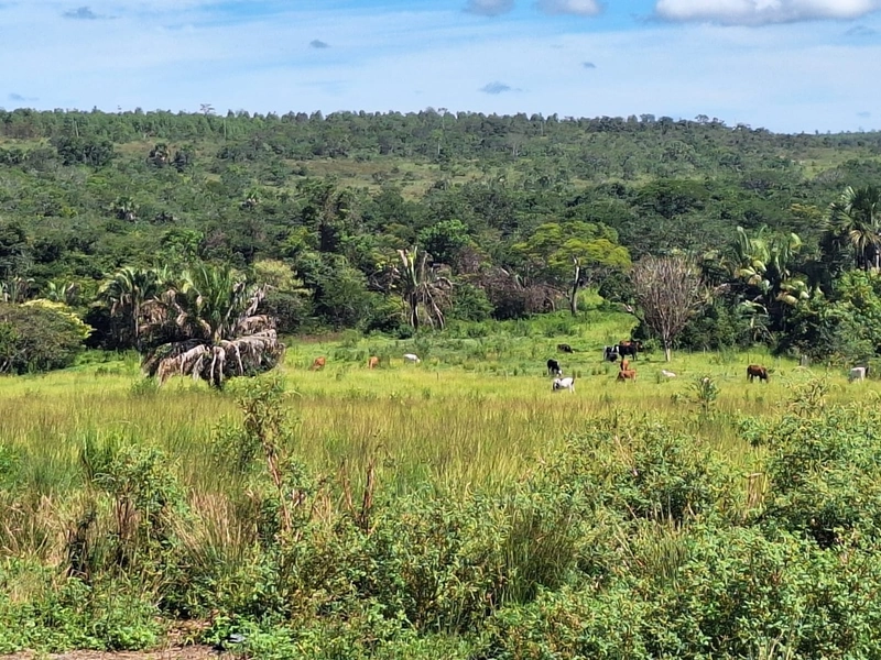 Fazenda em João Pinheiro - MG - Com plantação de SOJA: 12ª foto da galeria de imagens do imóvel