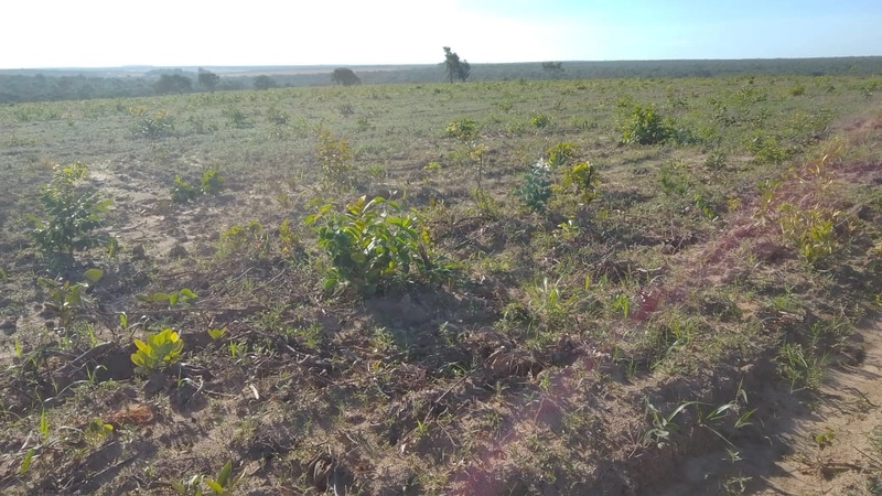Fazenda para LAVOURA à venda em Goiás - Sítio d'Abadia: 5ª foto da galeria de imagens do imóvel