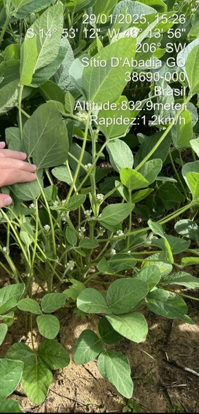 Fazenda para LAVOURA à venda em Goiás - Sítio d'Abadia: 3ª foto da galeria de imagens do imóvel