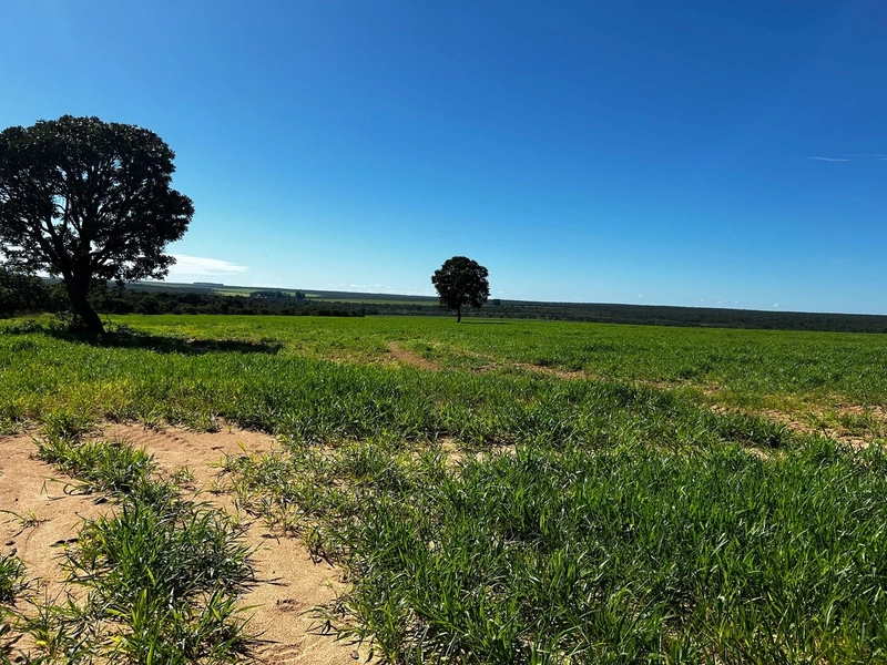 Fazenda para LAVOURA à venda em Goiás - Sítio d'Abadia: 10ª foto da galeria de imagens do imóvel