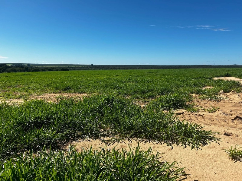 Fazenda para LAVOURA à venda em Goiás - Sítio d'Abadia: 6ª foto da galeria de imagens do imóvel