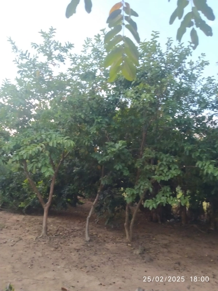 Fazenda à venda, 56 ha, em Buritis-MG. 25 ha plantando SOJA E MIlho: 13ª foto da galeria de imagens do imóvel