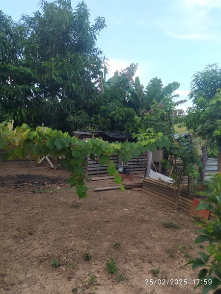 Fazenda à venda, 56 ha, em Buritis-MG. 25 ha plantando SOJA E MIlho: 15ª foto da galeria de imagens do imóvel