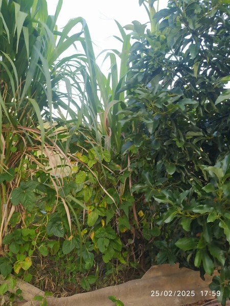 Fazenda à venda, 56 ha, em Buritis-MG. 25 ha plantando SOJA E MIlho: 16ª foto da galeria de imagens do imóvel