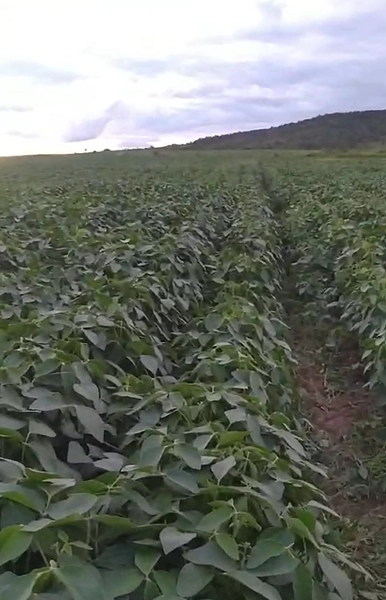 Fazenda à venda, 56 ha, em Buritis-MG. 25 ha plantando SOJA E MIlho: 6ª foto da galeria de imagens do imóvel
