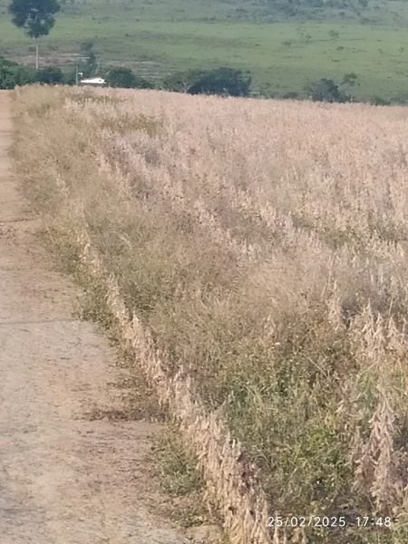 Fazenda à venda, 56 ha, em Buritis-MG. 25 ha plantando SOJA E MIlho: 5ª foto da galeria de imagens do imóvel