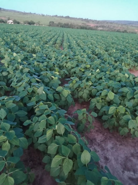 Fazenda à venda, 56 ha, em Buritis-MG. 25 ha plantando SOJA E MIlho: 1ª foto da galeria de imagens do imóvel