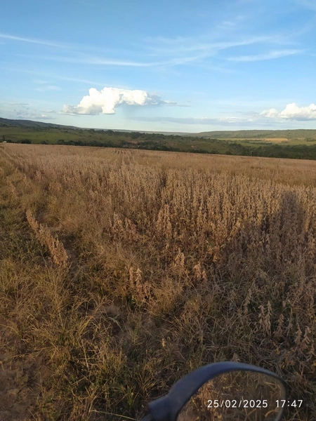 Fazenda à venda, 56 ha, em Buritis-MG. 25 ha plantando SOJA E MIlho: 4ª foto da galeria de imagens do imóvel