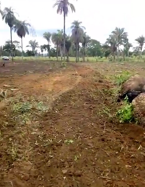 FAZENDÃO PRODUTIVO EM PALMEIRANTE–TO / 1.705 HECTARES: 7ª foto da galeria de imagens do imóvel
