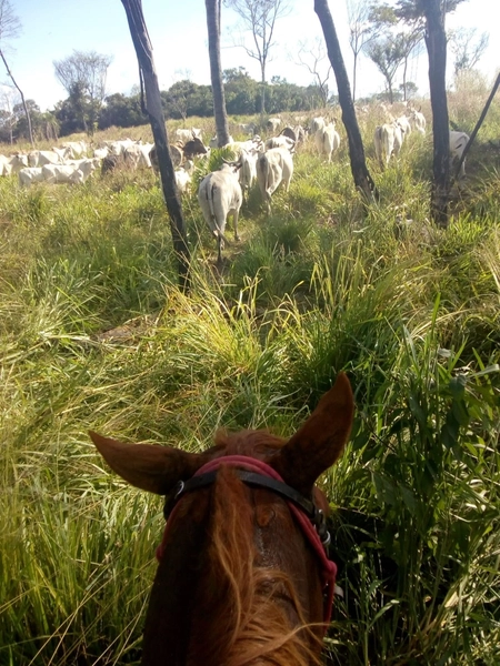 FAZENDÃO PRODUTIVO EM PALMEIRANTE–TO / 1.705 HECTARES: 11ª foto da galeria de imagens do imóvel