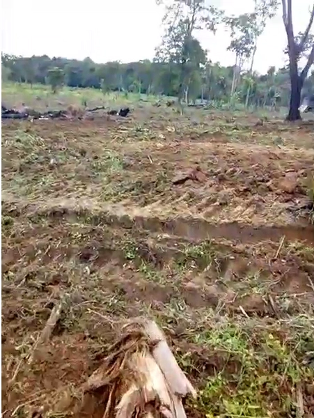 FAZENDÃO PRODUTIVO EM PALMEIRANTE–TO / 1.705 HECTARES: 6ª foto da galeria de imagens do imóvel