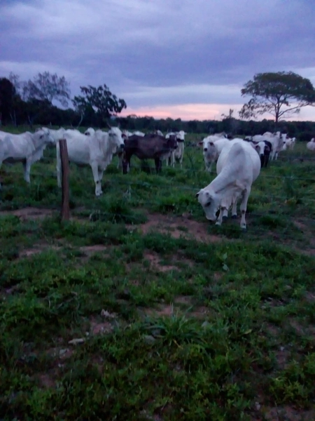 FAZENDÃO PRODUTIVO EM PALMEIRANTE–TO / 1.705 HECTARES: 13ª foto da galeria de imagens do imóvel