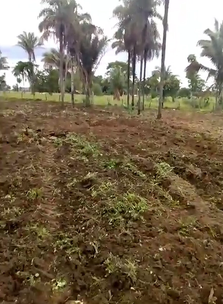 FAZENDÃO PRODUTIVO EM PALMEIRANTE–TO / 1.705 HECTARES: 9ª foto da galeria de imagens do imóvel