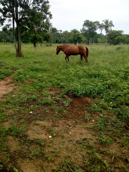 FAZENDÃO PRODUTIVO EM PALMEIRANTE–TO / 1.705 HECTARES: 12ª foto da galeria de imagens do imóvel