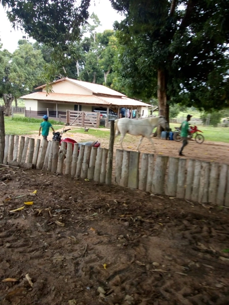 FAZENDÃO PRODUTIVO EM PALMEIRANTE–TO / 1.705 HECTARES: 17ª foto da galeria de imagens do imóvel